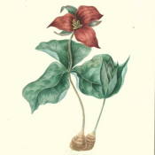 Agnes Chamberlin Digital Collection