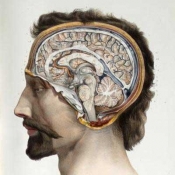 Anatomia Collection